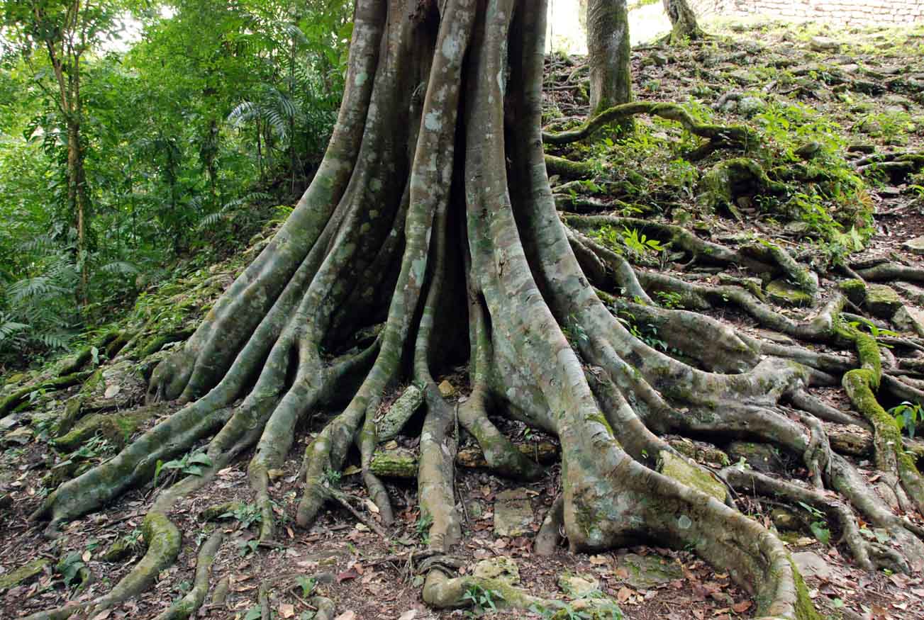 El Yunque